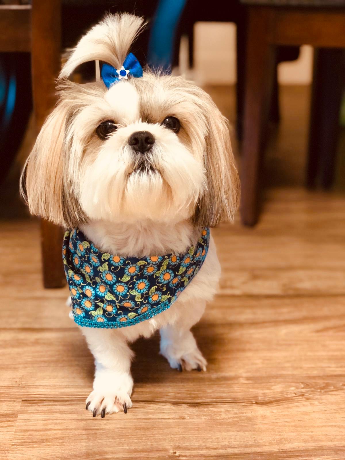 A small dog with light-colored fur wears a blue patterned bandana and a blue hair bow, standing on a wooden floor indoors—perfect for any pet lover or those who appreciate the convenience of mobile pet grooming.